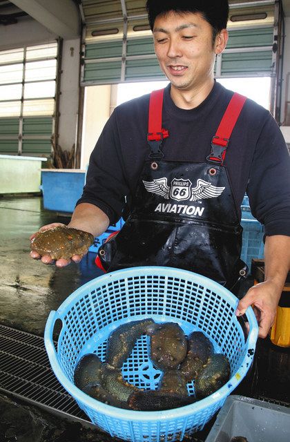 能登なまこ 次々出荷 七尾湾で漁解禁 北陸中日新聞web