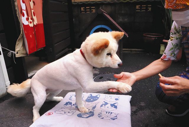 看板犬 もふ 夏の装い 鈴鹿の餅菓子店 なかの 中日新聞web