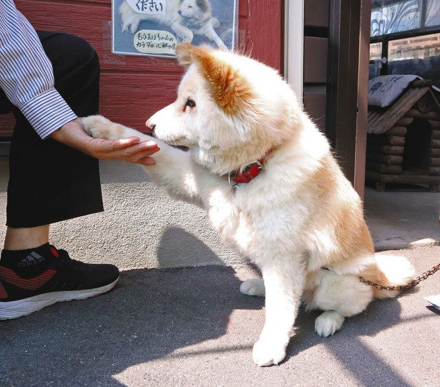 看板犬 もふ 夏の装い 鈴鹿の餅菓子店 なかの 中日新聞web