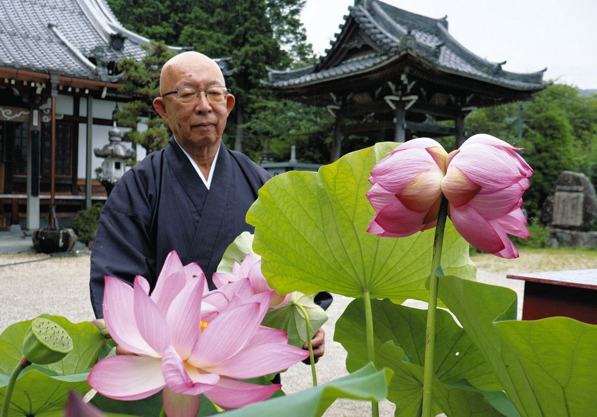 一つの茎から2輪の花が咲く「双頭蓮」（右）＝恵那市上矢作町の萬光寺で
