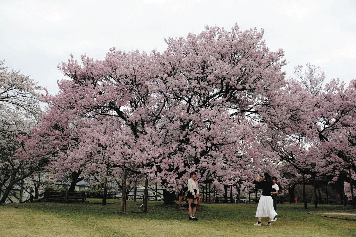 エドヒガン満開、「咲く楽市」も盛況 中川・大草城址公園：中日新聞Web