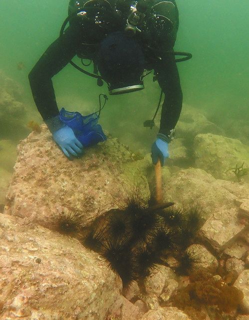 防げ磯焼け 尾鷲のガンガゼ駆除１１年 徐々に藻場が再生 中日新聞web