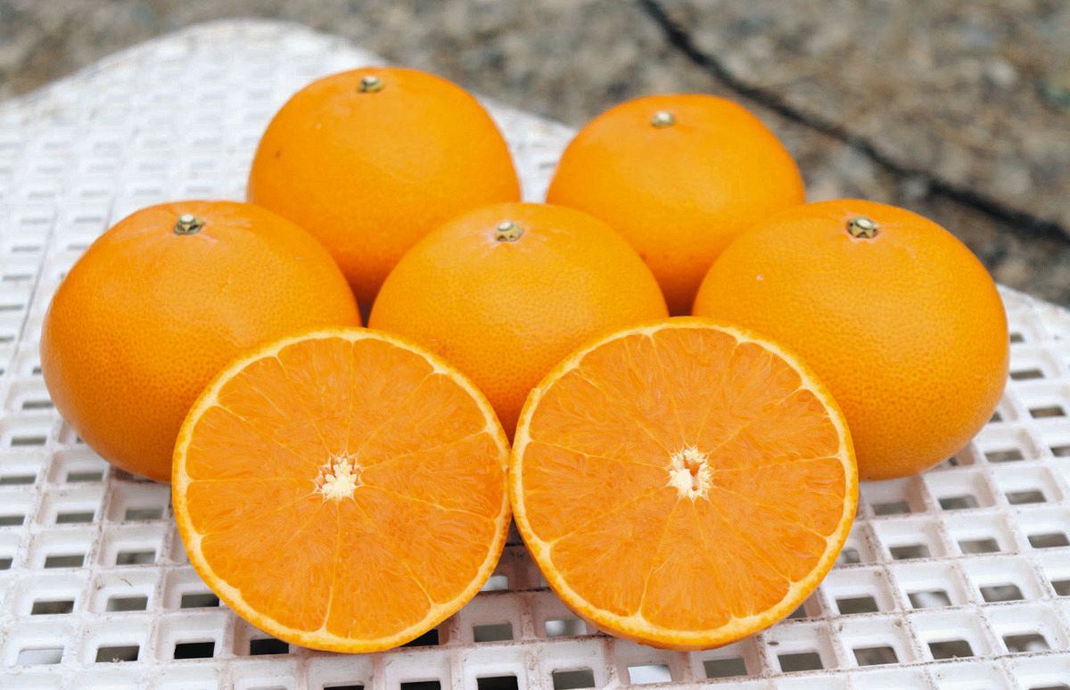 ミカンの高級品種「せとか」が収穫最盛期 三重県御浜町、「かんきつの