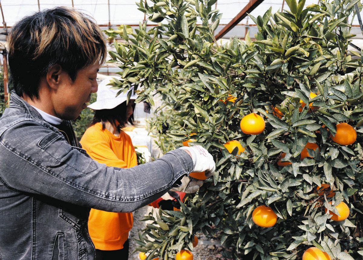 ミカンの高級品種「せとか」が収穫最盛期 三重県御浜町、「かんきつの