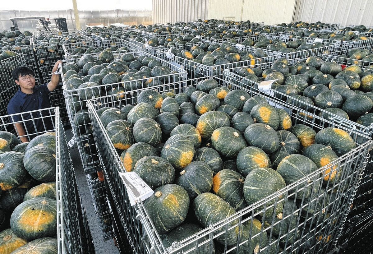 ほくほく感と甘みが特徴「鈴鹿マロン」 三重県鈴鹿市特産のカボチャ