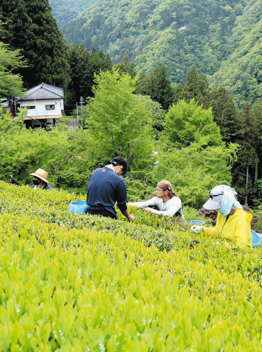 動画】長野県天龍村で茶摘みが最盛期 山間の茶畑に響く「中井侍茶摘み