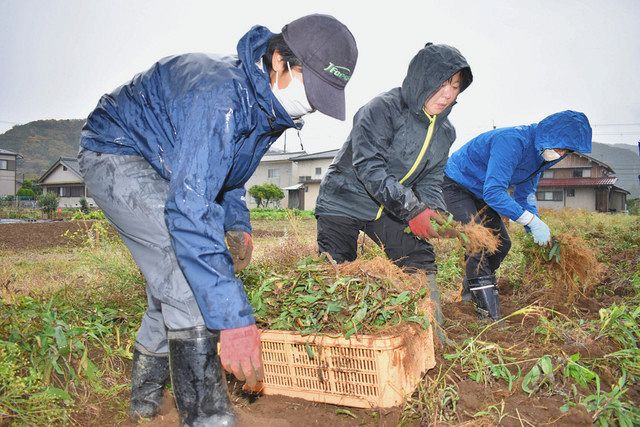 薬草ミシマサイコ初収穫 高浜で試験栽培に成功 収量、先行自治体の倍