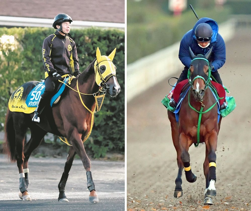 帝王賞連覇のメイショウハリオ、函館2歳S制したブトンドールが競走馬