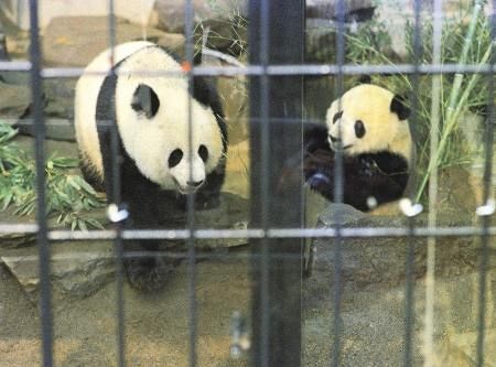 時を駆けるパンダ、来日50年の軌跡思う 歴史の「しおり」、常に話題