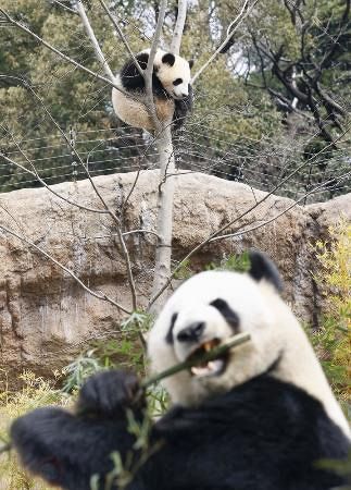 時を駆けるパンダ、来日50年の軌跡思う 歴史の「しおり」、常に話題