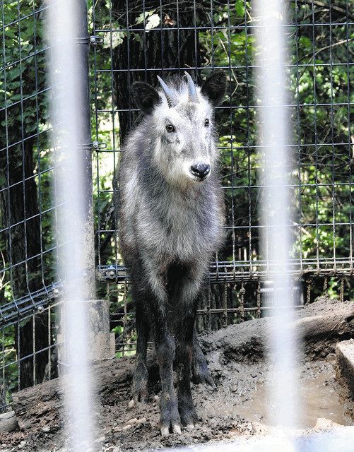 雄のニホンカモシカ1頭が仲間入り 大町山岳博物館：中日新聞Web