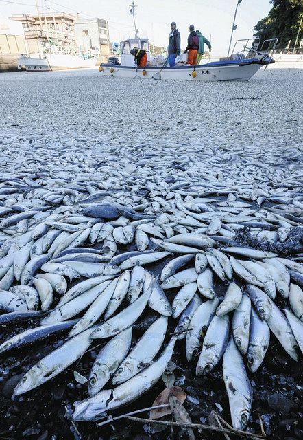 イワシ150トン 三重（みえ）で大量死（たいりょうし）：中日新聞Web