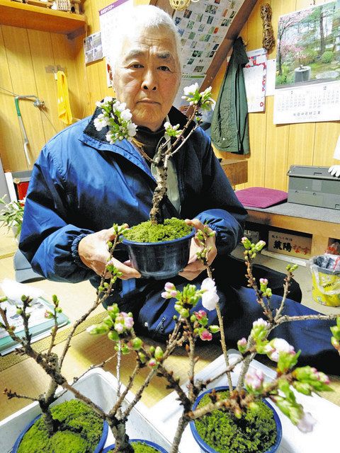 真冬にめでる 旭山桜 宝達志水・中村さん 盆栽出荷：北陸中日新聞Web