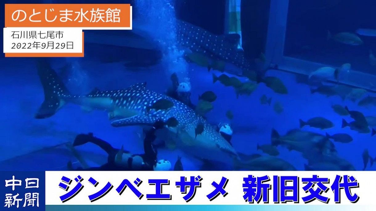 動画】のとじま水族館でジンベエザメの入れ替え作業 ナナベエは海に