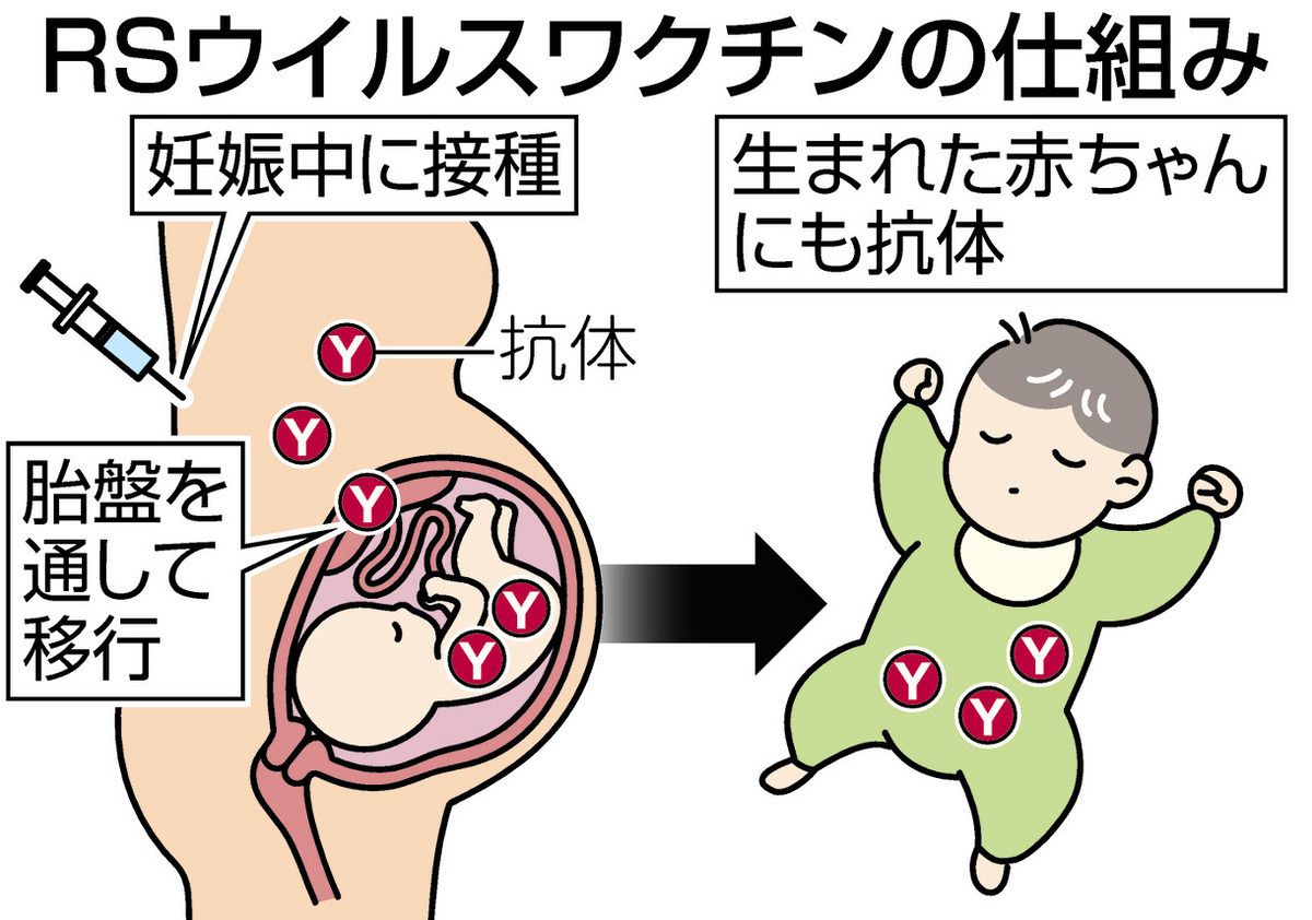 RSウイルス感染症の母子免疫ワクチン 2026年4月以降、定期接種で無料に