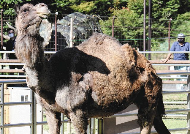 ヒトコブラクダ ヒトミ が仲間入り 岡崎 東公園動物園 中日新聞web