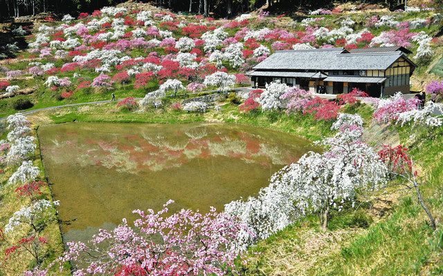 里を彩るしだれ桃 恵那「きね四季花会」が植栽：中日新聞Web