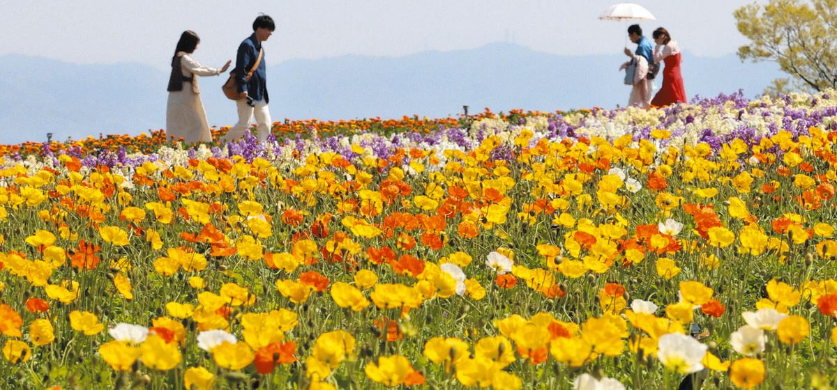 晴天に揺れる春の色彩、アイスランドポピー見ごろ迎える 南知多町・花