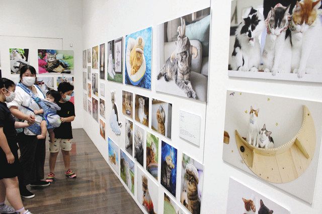 写真やグッズ 猫づくし 21美で ねこ休み 巡回展 北陸中日新聞web 写真やグッズ 猫づくし 21美で ねこ休み 巡回展 北陸中日新聞web