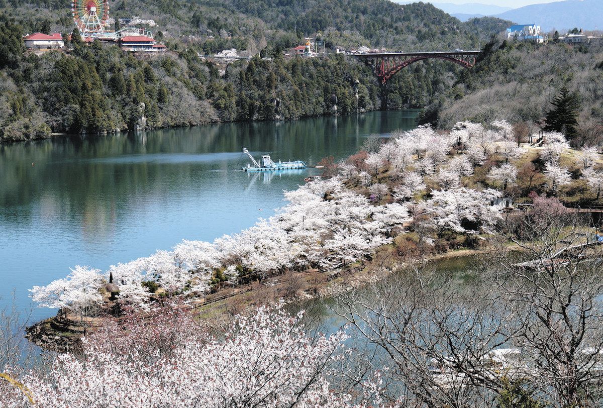 見頃を迎えている恵那峡公園の桜＝恵那市大井町で
