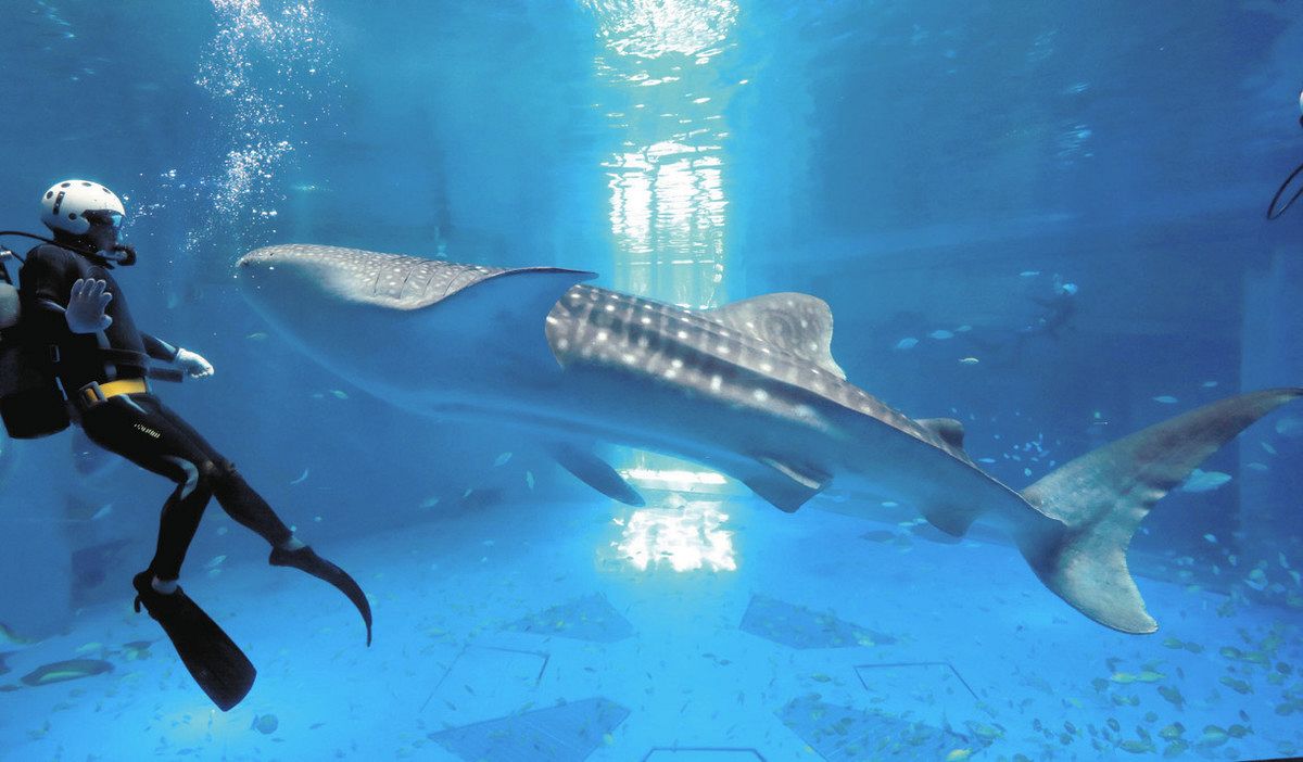 石川】モモ 復興見守って のとじま水族館 ジンベエザメ死ぬ ：北陸中日