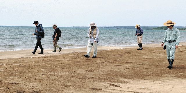 イカリモンハンミョウ増えたかな 保護団体 羽咋、志賀で調査スタート
