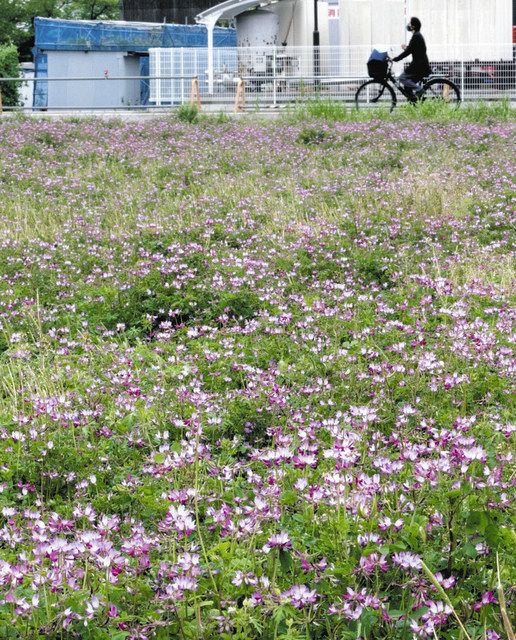 役場の周りはレンゲの花いっぱい ２９日、大口でまつり：中日新聞 ... - 中日新聞