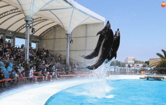 涼 を届ける イルカショー 美浜町 中日新聞web