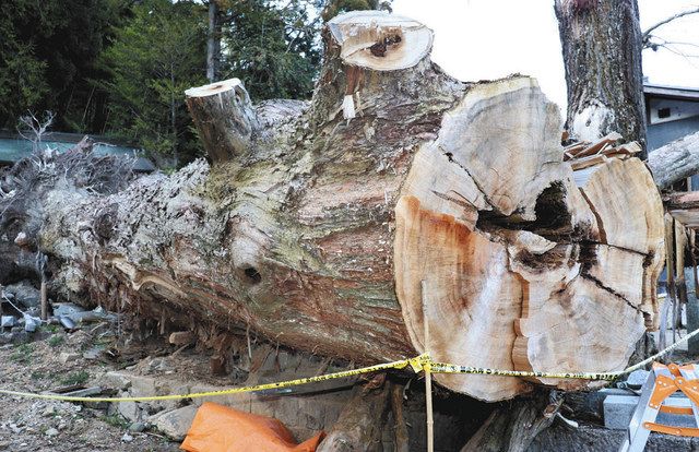 ご神木の樹齢は半分の670年でした 岐阜・瑞浪、豪雨で倒れ調査：中 