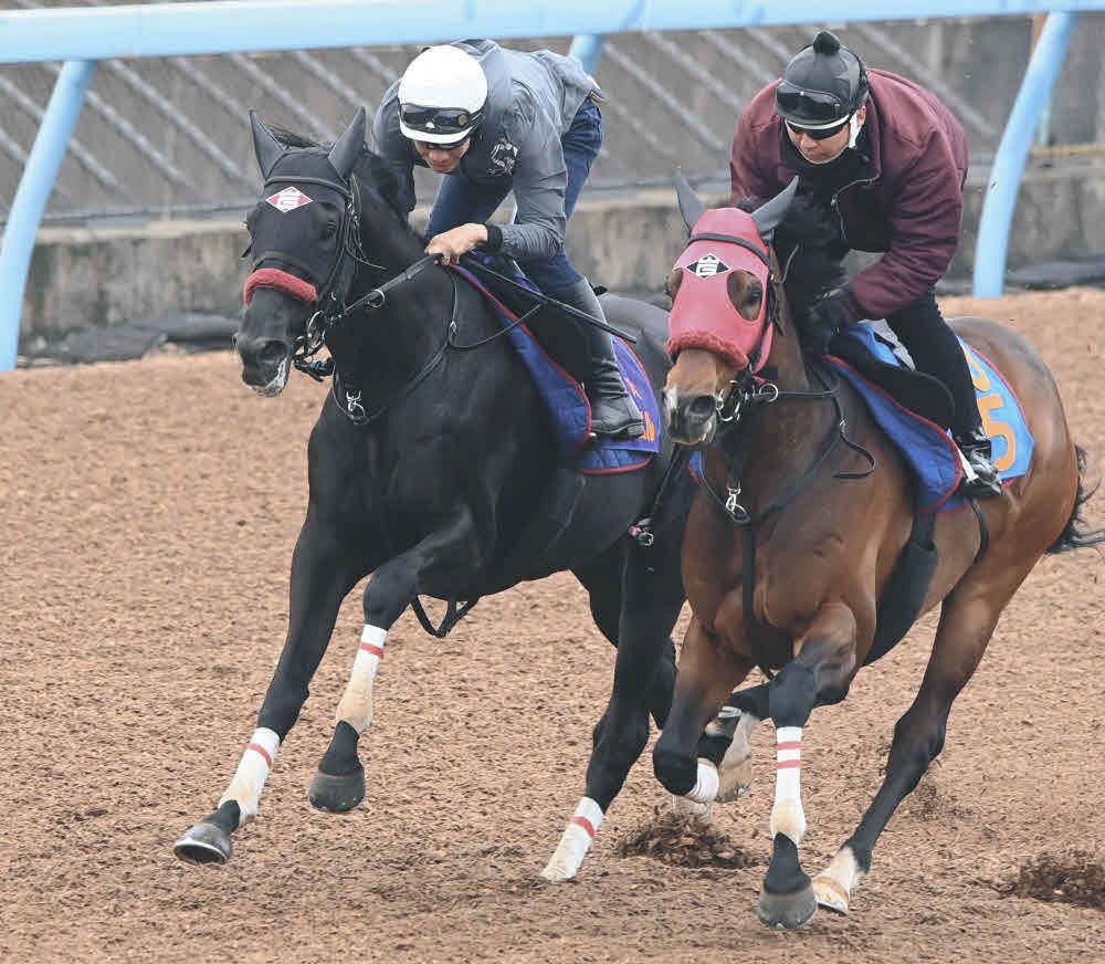 中山グランドJ・傾向と対策】安定の1番人気6勝…2番人気と合わせて8勝