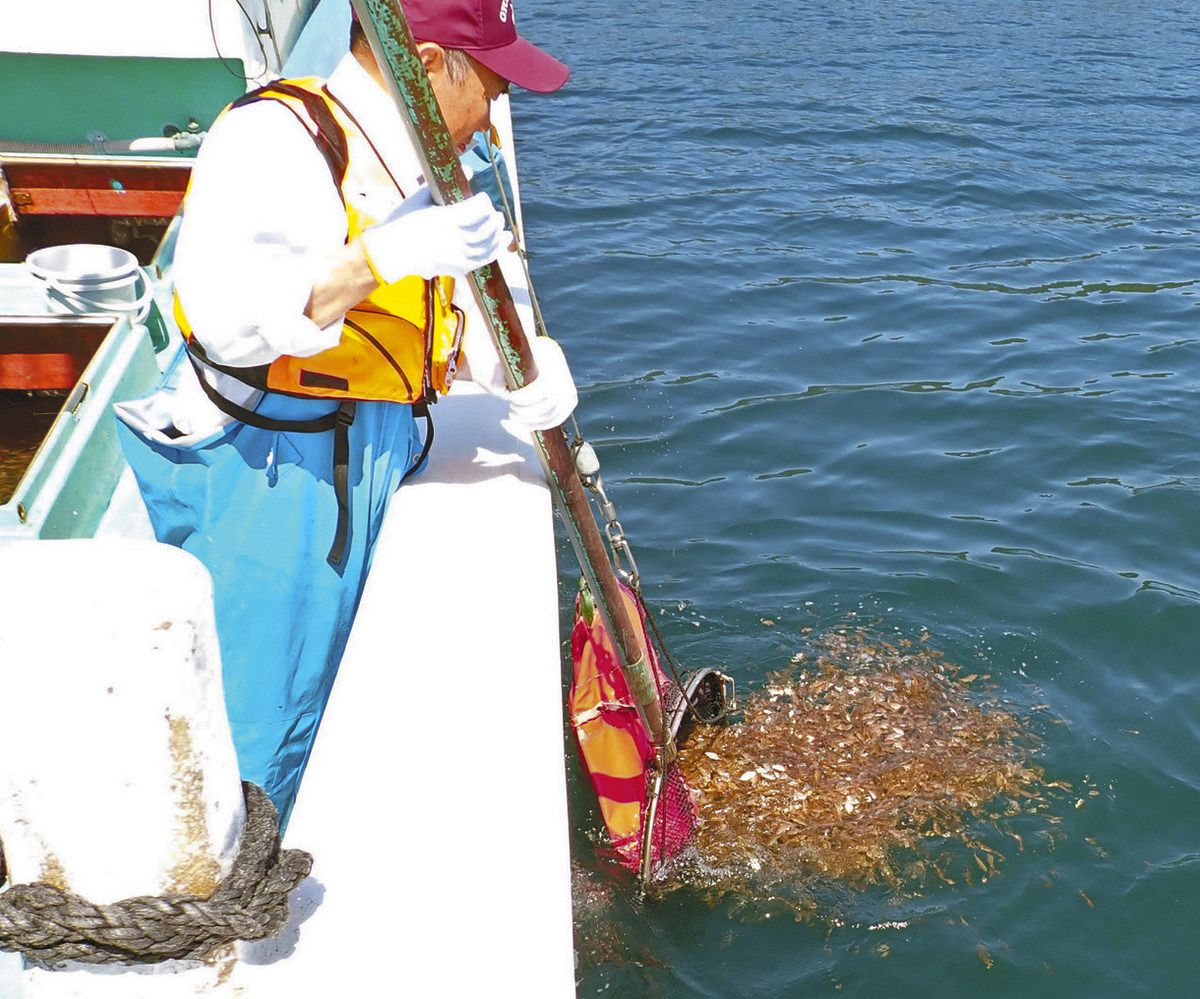 海に放流されるマダイの稚魚＝尾鷲市で（市水産農林課提供）
