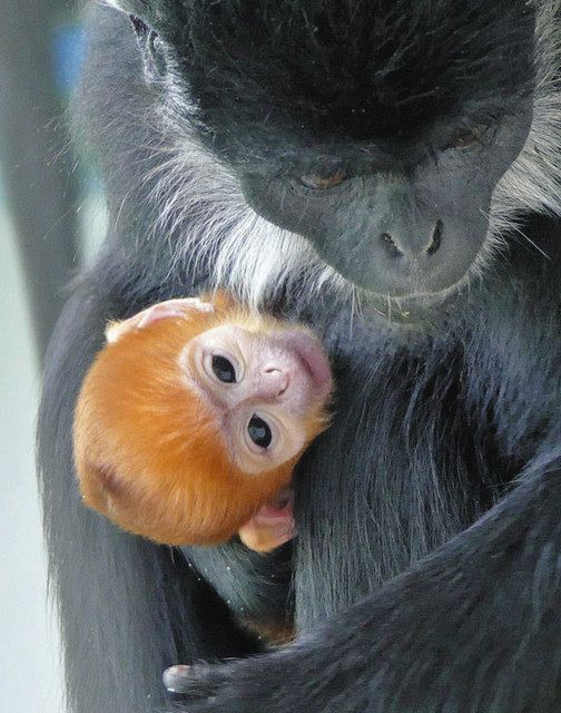 サルの赤ちゃんカワイイね 鯖江市西山動物園で誕生：中日新聞Web