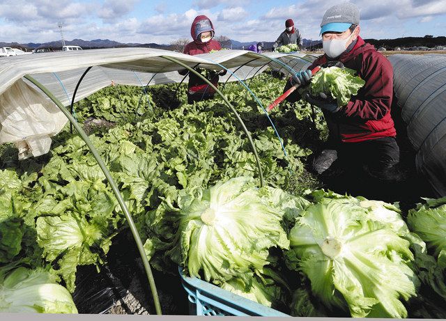 冬の味覚 うま味凝縮 森町でレタス収穫最盛期 中日新聞しずおかweb