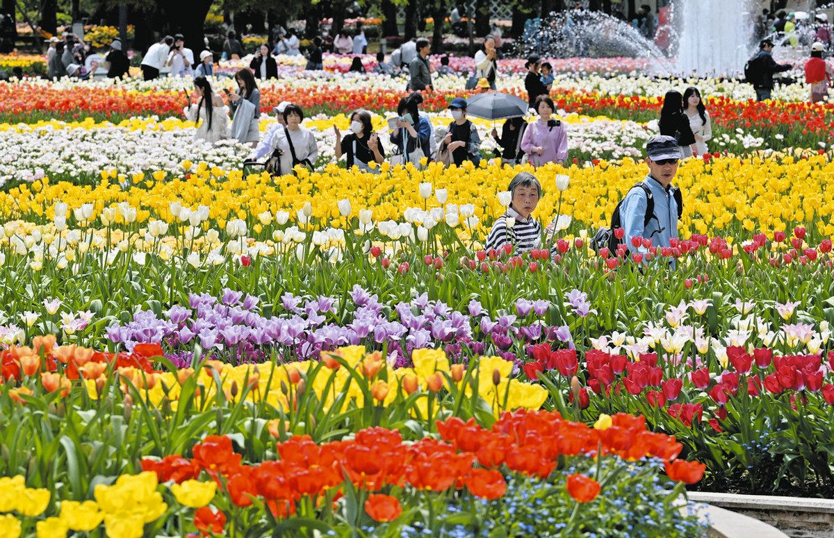富山】あふれるカラフル チューリップフェア開幕 350万本：北陸中日新聞Web