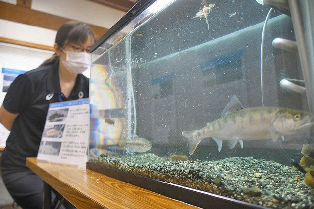 大野の水生生物知って 企画展実物やパネルで紹介:日刊県民福井Web