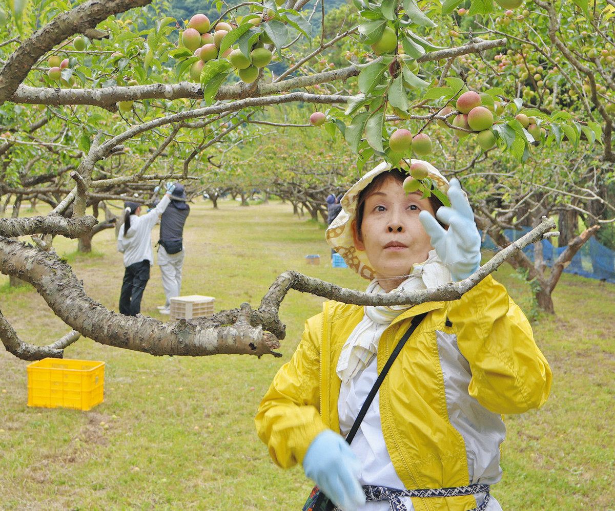 福井梅の収穫 お客が助っ人 若狭町の実行委 良品計画が企画：日刊県民
