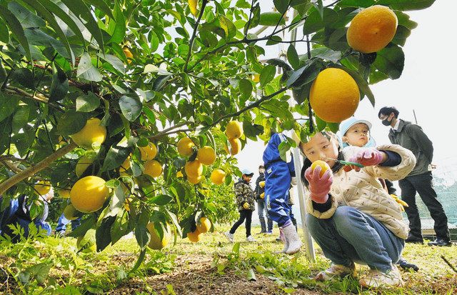 高浜内浦の子どもら笑顔 大きなレモンたくさん収穫：日刊県民福井Web