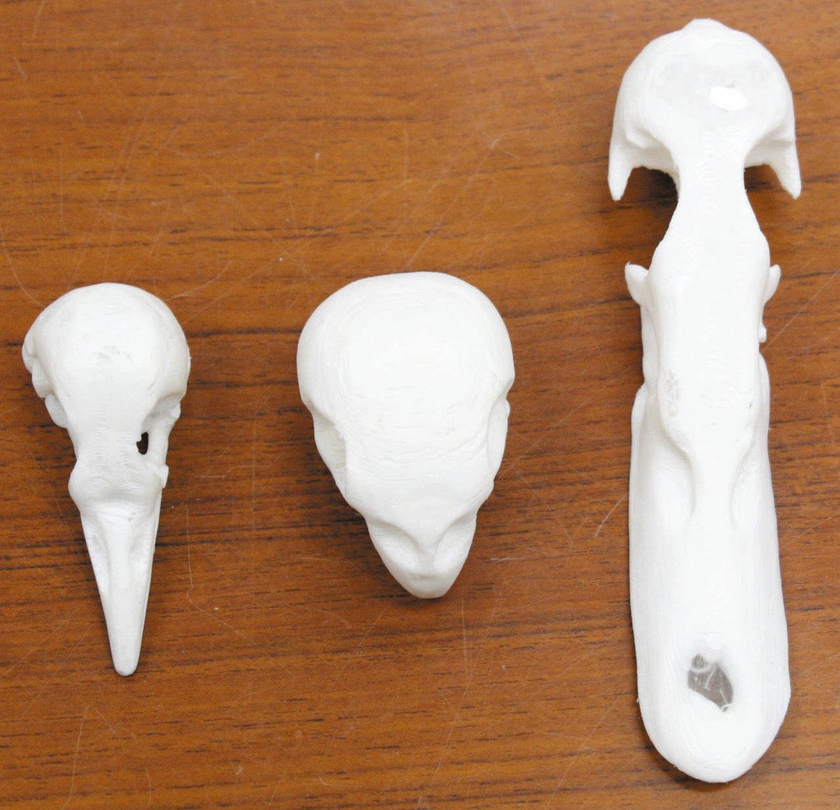 松阪高生が作ったくちばしの模型。左からキツツキ、インコ、カモ＝津市高茶屋4で

