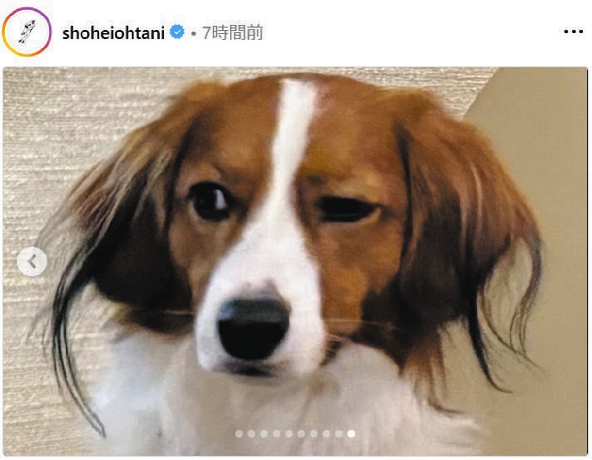デコピン ◇大谷翔平がアップした『デコピン』の表情にファン歓喜「何とも言え