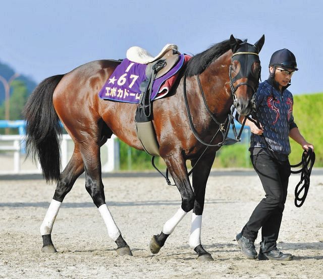 2018年皐月賞馬のエポカドーロが栗東トレセンに帰厩 次走は札幌