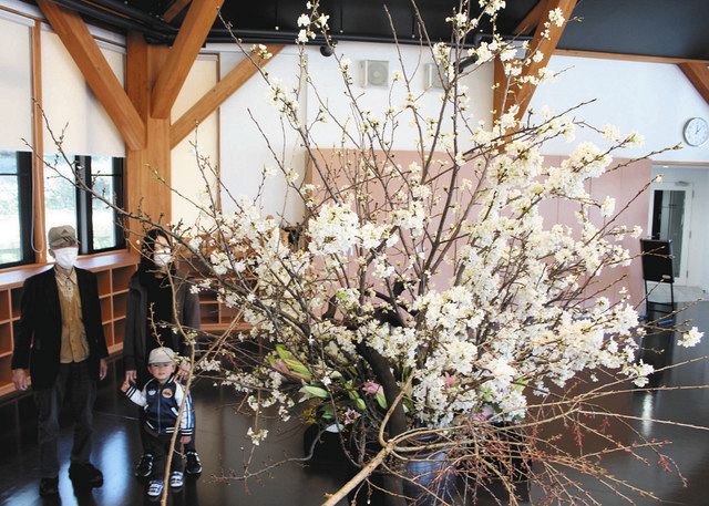 剪定の桜にも春 寺井のミュージアムで催し 北陸中日新聞web