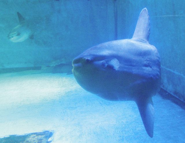 志摩マリンランド 航路の果てに 3・31営業休止＞（2）生き物の行方