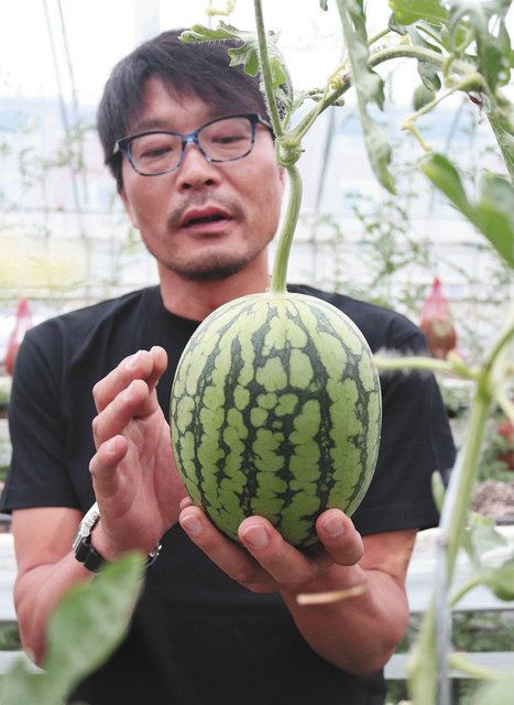 小玉スイカいかが 名張 風農園 が初出荷へ 中日新聞web 小玉スイカいかが 名張 風農園 が初出荷へ 中日新聞web