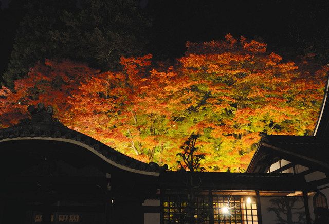 ヤマモミジ鮮やか秋色 下呂の温泉寺で１３日からライトアップ 中日新聞web