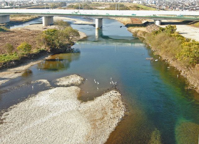 アユやマス 生態系に打撃 産卵期 九頭竜川の水位低下 中日新聞web