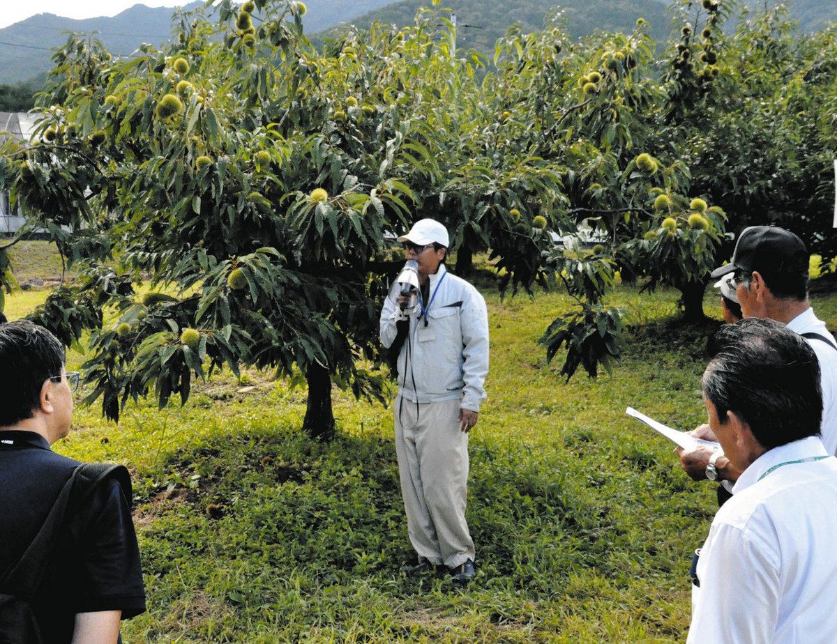 クリの効率的な生産に向けた取り組みを紹介する研究員＝中津川市の中山間農業研究所中津川支所で
