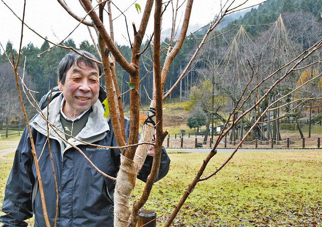 淡墨桜クローン計画！？ 1000年先まで残すため、岐阜の家電販売店主の