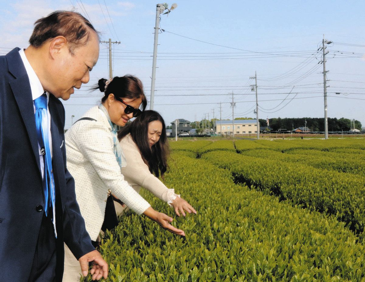農業技術 ミャンマーで生かす 少数民族の女性ら鈴鹿の製茶場など視察