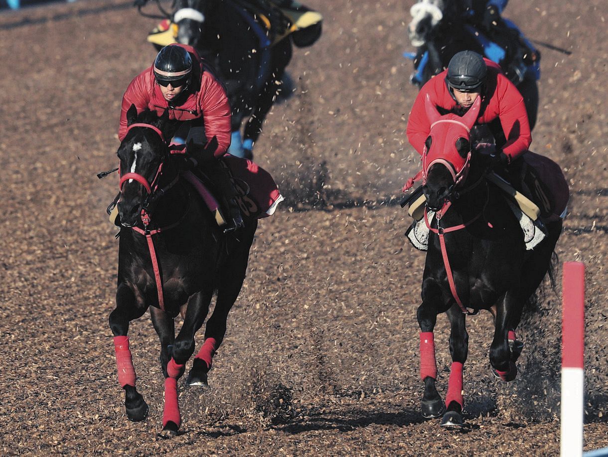 【京成杯】レシステンシアの半弟の良血馬グラティアスがルメール鞍上で無傷の２連勝を狙う　加藤征師「まったく不安がない」