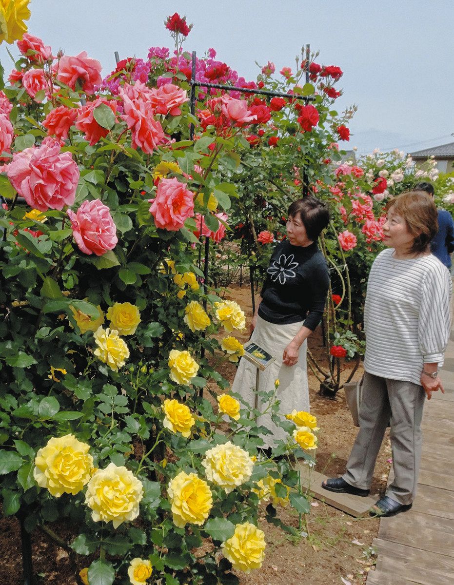 バラが薫る公園 あぁきれい 射水に60品種260本：北陸中日新聞Web